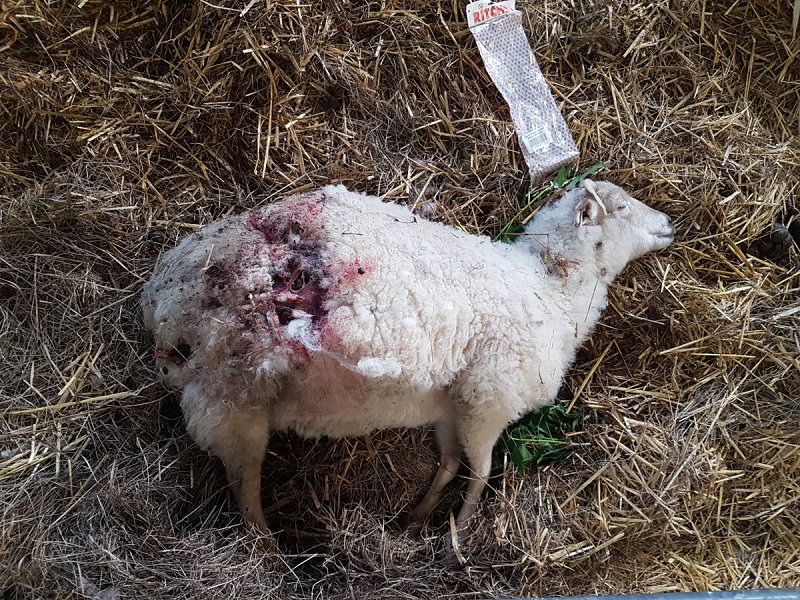 Dogs kill sheep on nature reserve